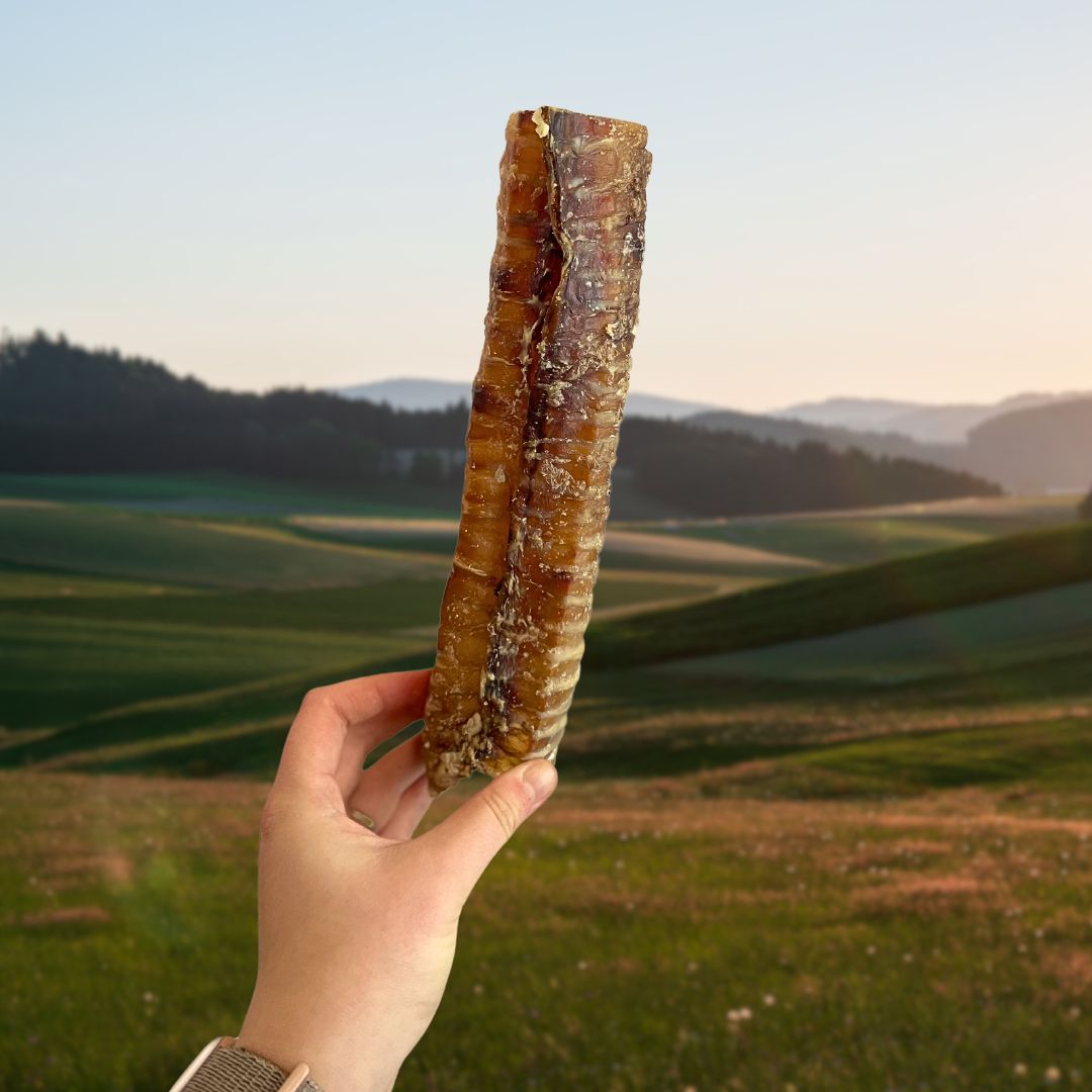 Beef Trachea approx. 24cm