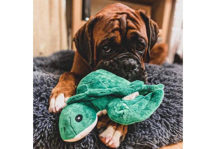 Made from Turtle Toy