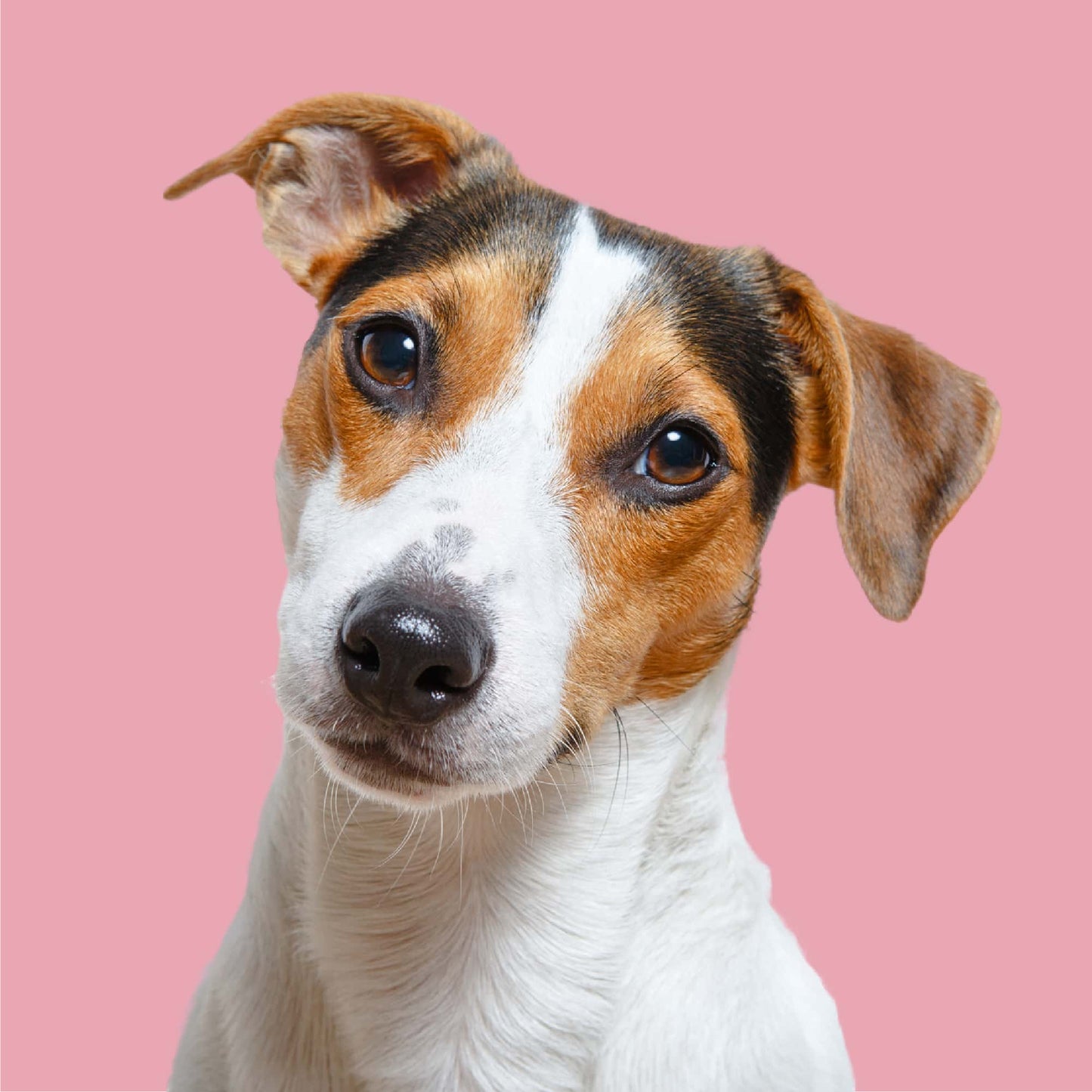 Eco Chicken & Tripe 454g