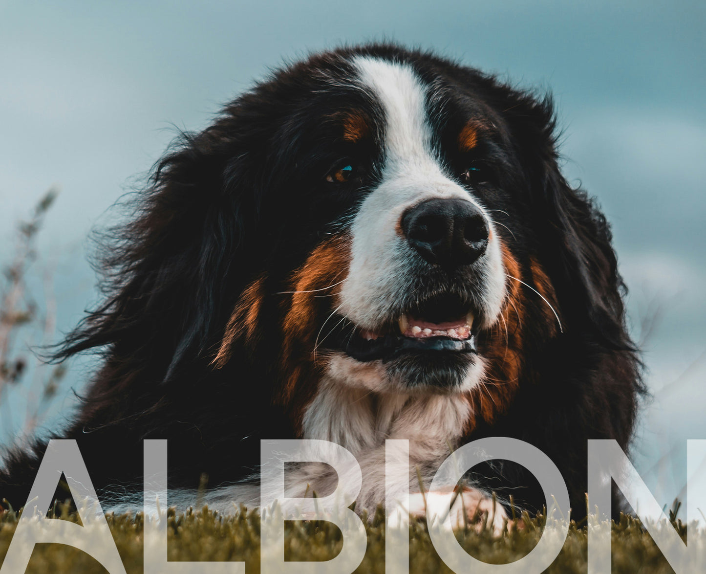 Albion Buddy`s Choice Duck & Tripe 454g