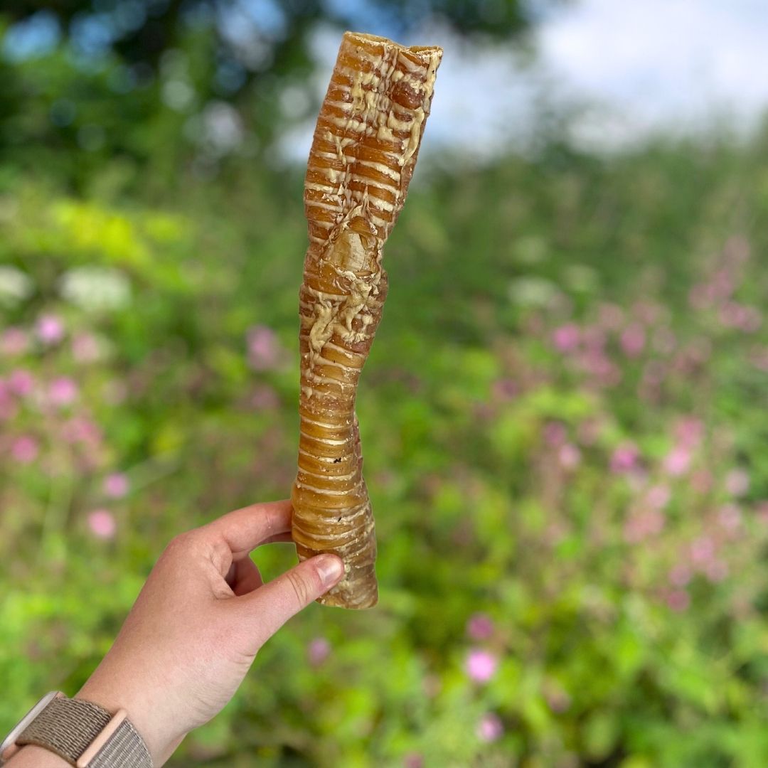 Buffalo Trachea Approx. 30cm