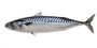 Reggie`s Mackeral 1kg