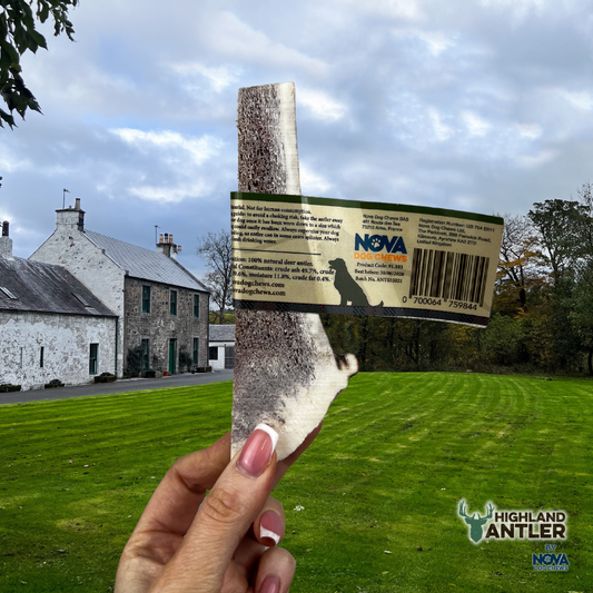 Deer Antler Split Large