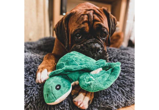 Made from Turtle Toy