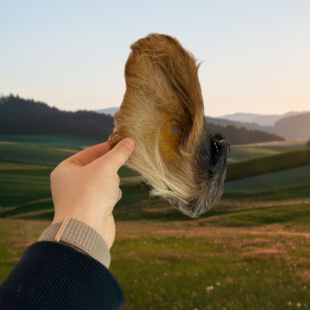 Hairy Cow Ear