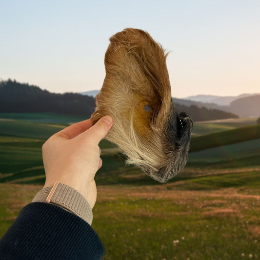 Hairy Cow Ear