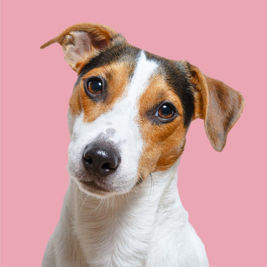 Eco Chicken & Tripe 454g