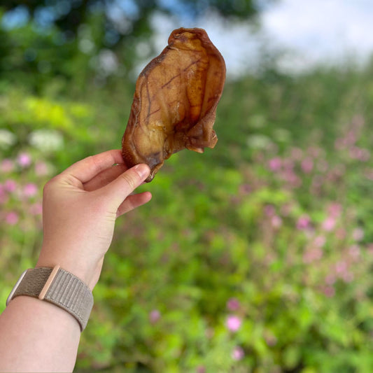 Pig Ear x 1