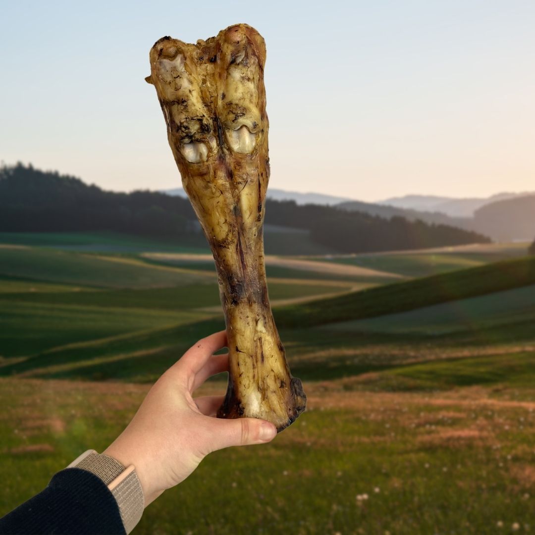 Beef Leg Bone