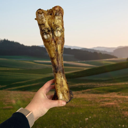 Beef Leg Bone