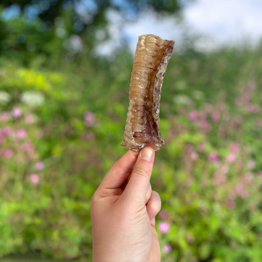 Beef Trachea 12cm