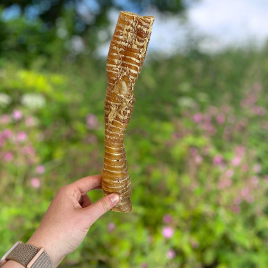 Buffalo Trachea Approx. 30cm