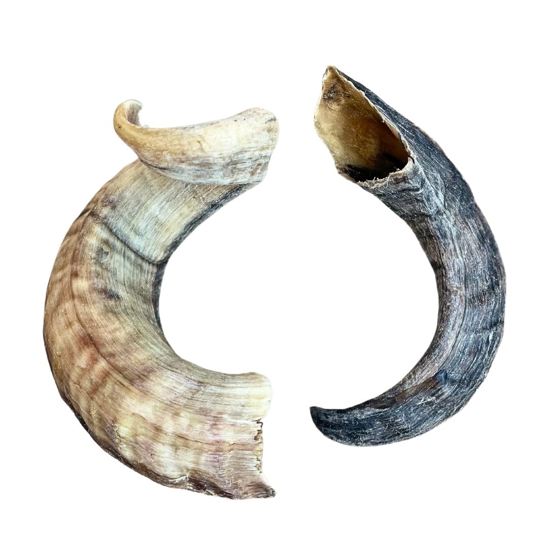 Large Lamb horn