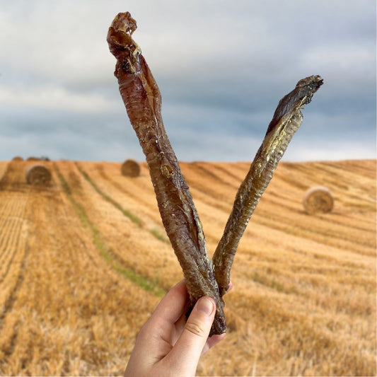 Lamb Trachea